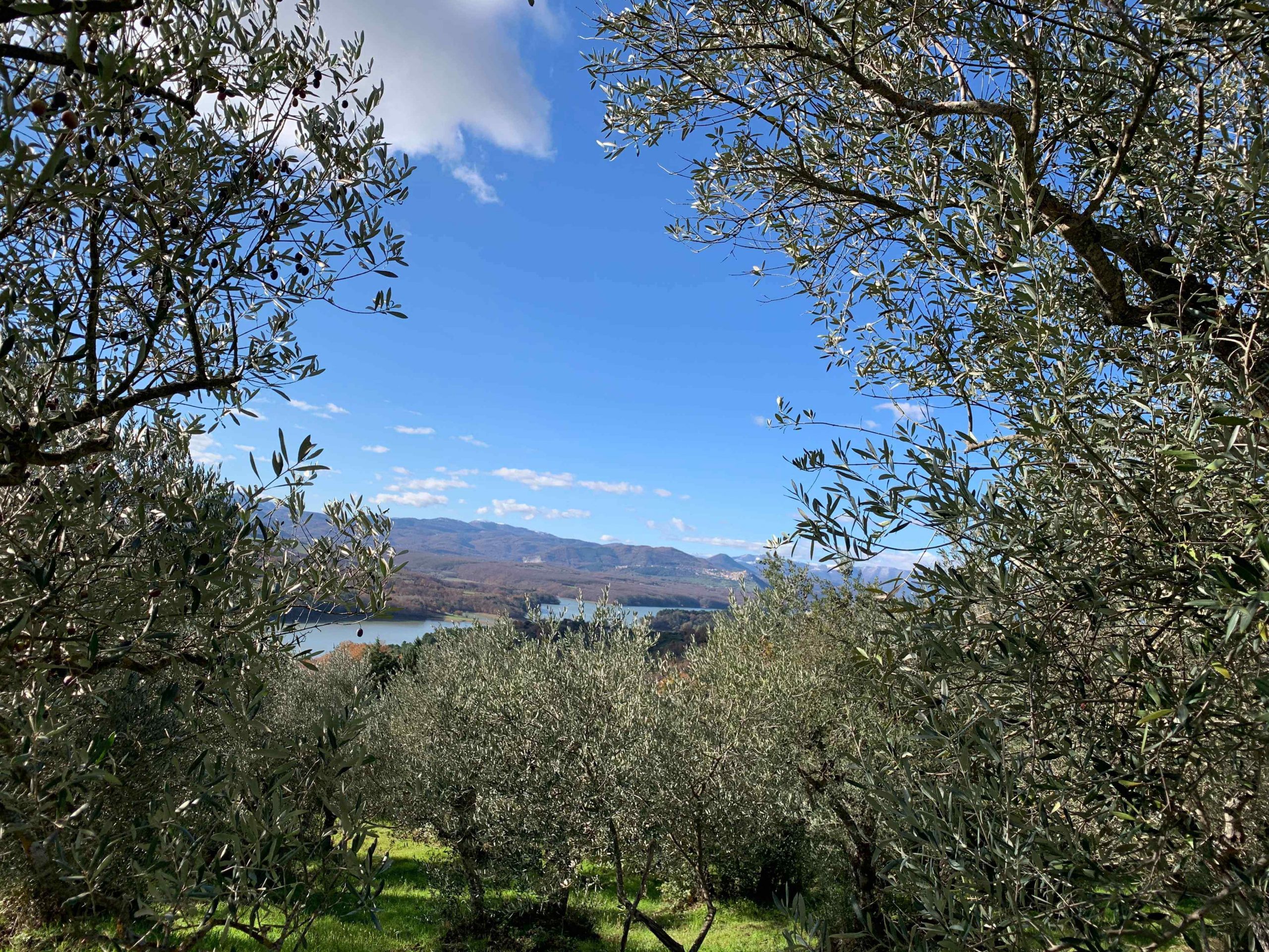 Piante di ulivo e veduta del Lago di Pietra del Pertusillo